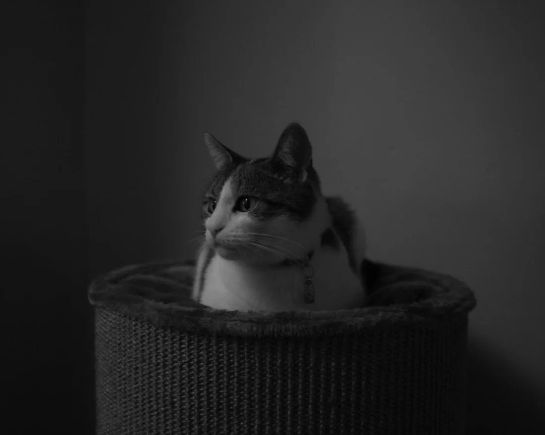 Photograph 12