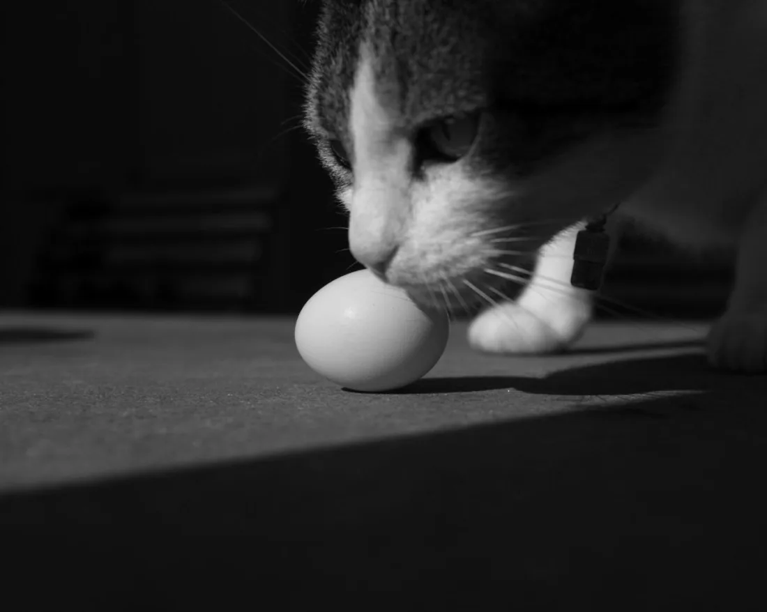 The First Egg